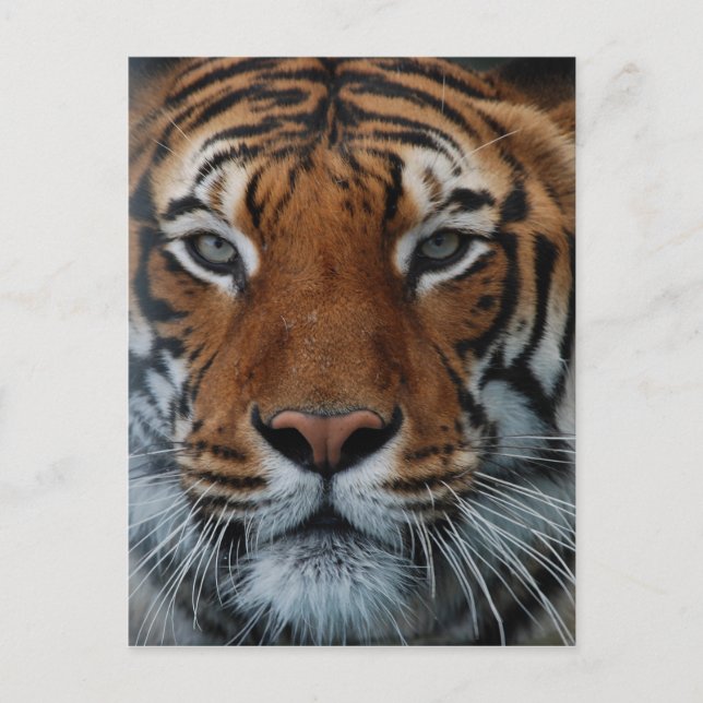 Tiger Cat Ränder Djungel Dimma Djur Vykort (Framsida)