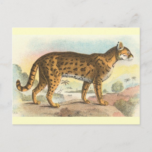 Tiger-Cat Vykort (Framsida)