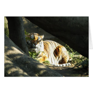 Tiger Catnap Hälsningskort