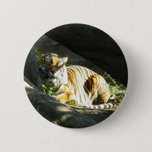 Tiger Catnap Knapp