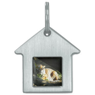 Tiger Catnap Namnbricka Husdjur