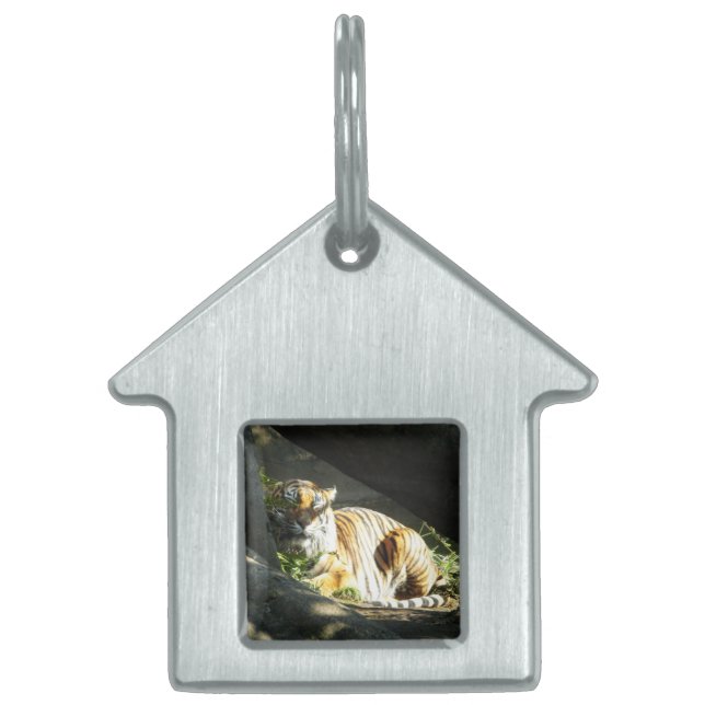 Tiger Catnap Namnbricka Husdjur (Framsidan)