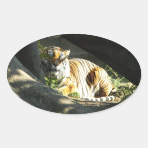 Tiger Catnap Ovalt Klistermärke