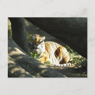 Tiger Catnap Vykort