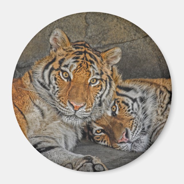 Tiger Cave Magnet (Framsidan)