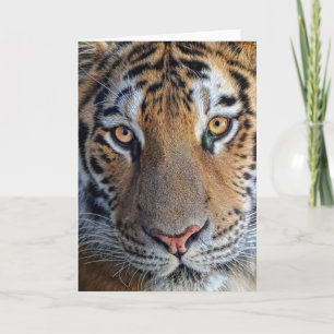 Tiger Close Up Kort