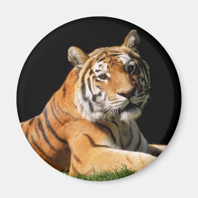 Tiger Closeup Magnet (Framsidan)
