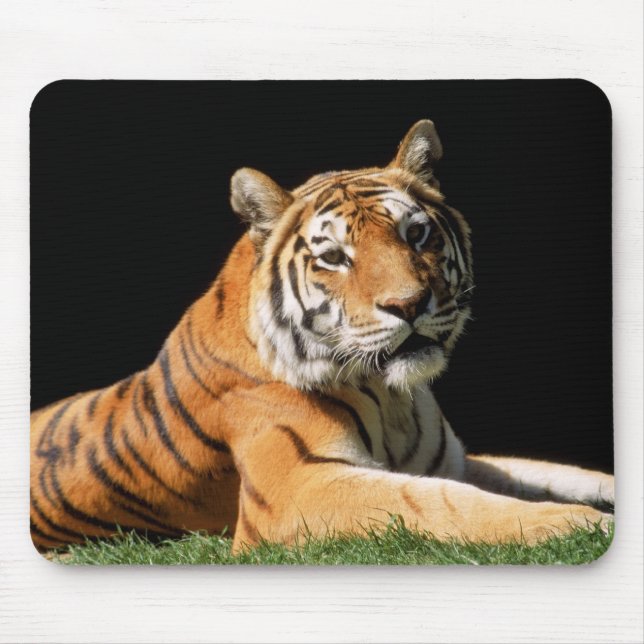 Tiger Closeup Musmatta (Framsidan)