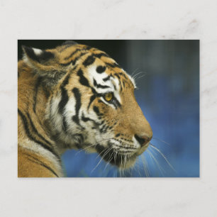 Tiger CloseUp Sideways-foto Vykort