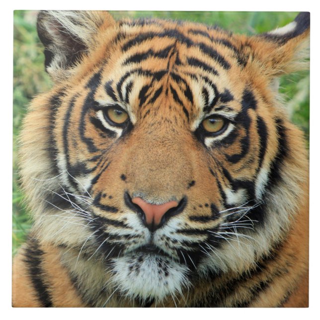 Tiger Cub Portrait Kakelplatta (Framsidan)