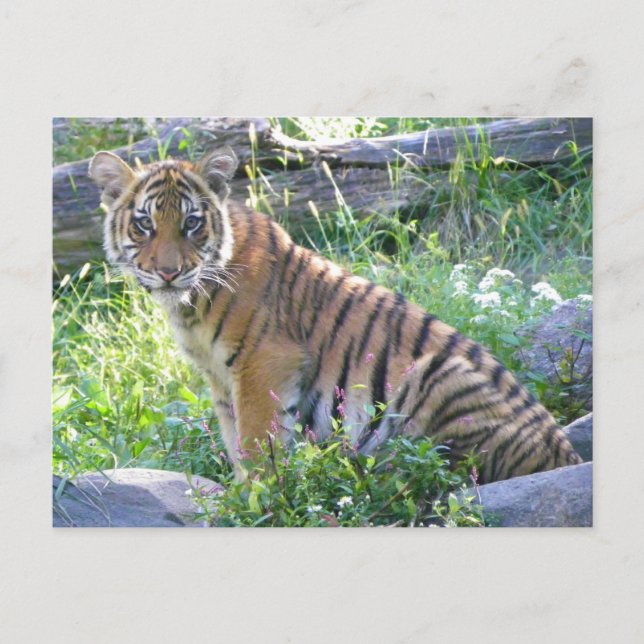 Tiger Cub Porträtt 2 Vykort (Framsida)