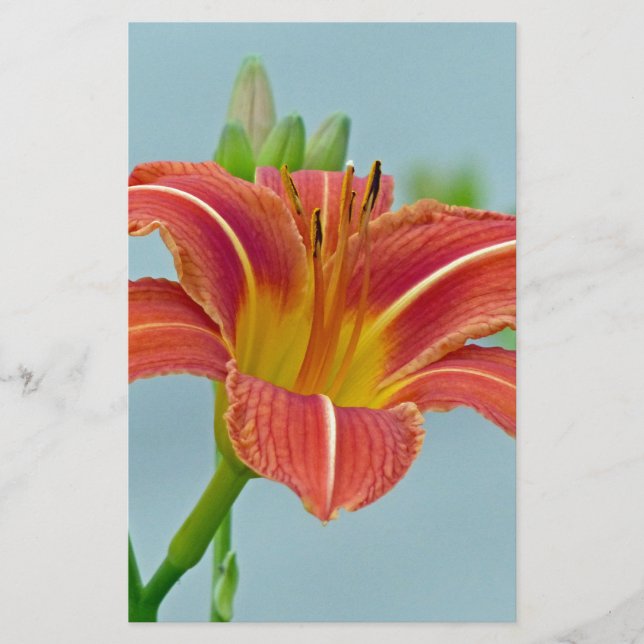 Tiger Daylily Brevpapper (Framsida)