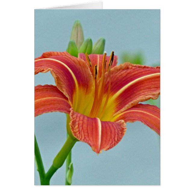 Tiger Daylily Hälsningskort (Framsidan)