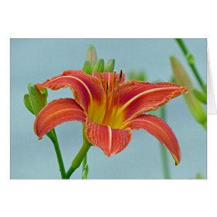 Tiger Daylily Hälsningskort
