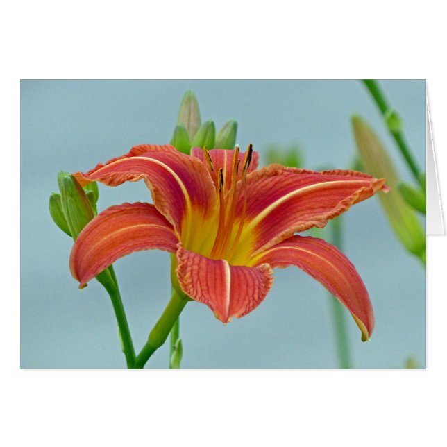 Tiger Daylily Hälsningskort (Framsidan Horizontal)