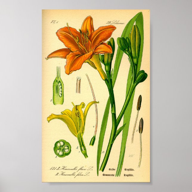 Tiger Daylily (Hemerocallis fulva) Skriv ut Poster (Framsidan)