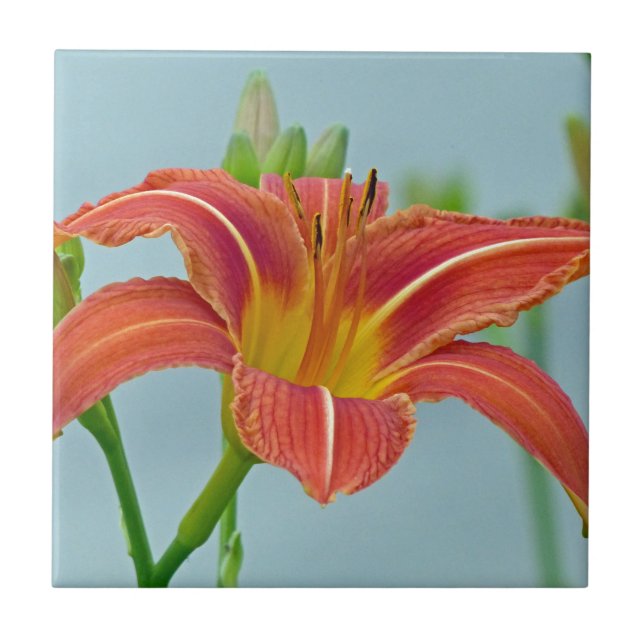 Tiger Daylily Kakelplatta (Framsidan)
