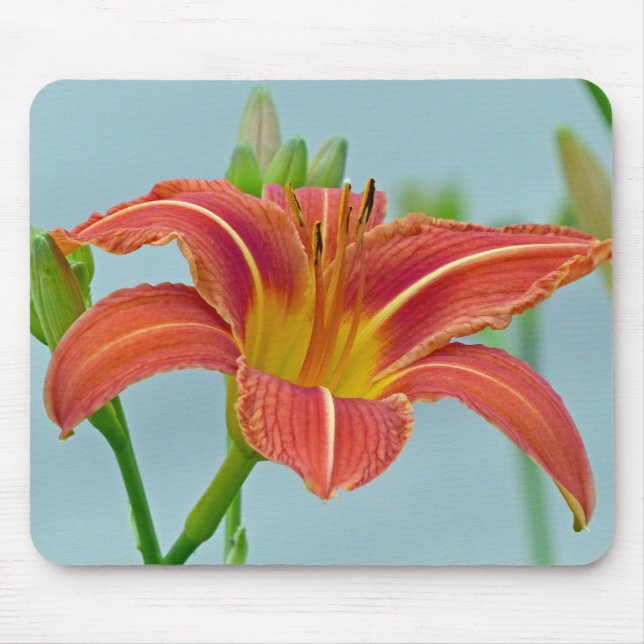 Tiger Daylily Musmatta (Framsidan)