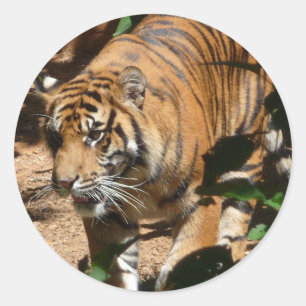 Tiger-dekal Runt Klistermärke