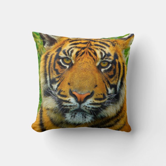 Tiger, den sista tigern? kudde (Framsida)