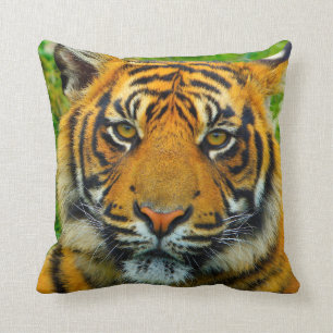 Tiger, den sista tigern? kudde