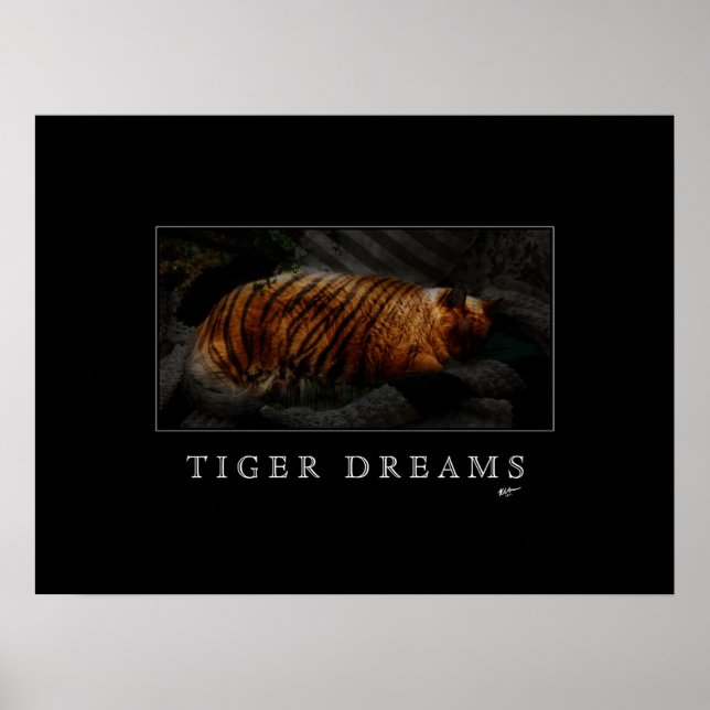 Tiger Dreams Poster (Framsidan)