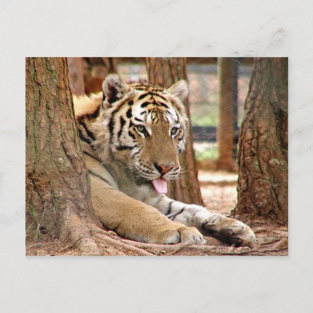 Tiger efter en hård dag vykort (Framsida)