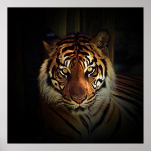 Tiger Eyes Affisch - Vilda Djur Konsttryck