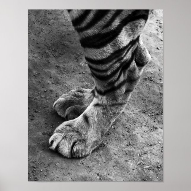 Tiger Feet Black and White Photograph Poster (Framsidan)