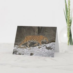 Tiger för ungehälsning för 8 månad gammalt kort