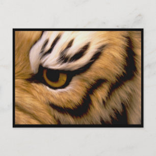 Tiger Foto Postkort Vykort