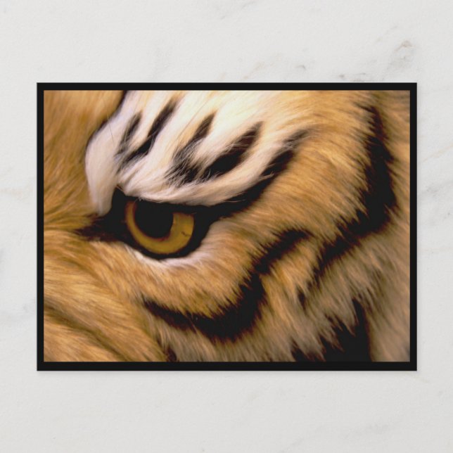 Tiger Foto Postkort Vykort (Framsida)