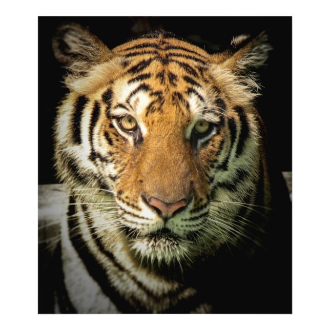 tiger fototryck (Framsidan)
