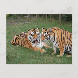 Tiger Friends-009 Vykort