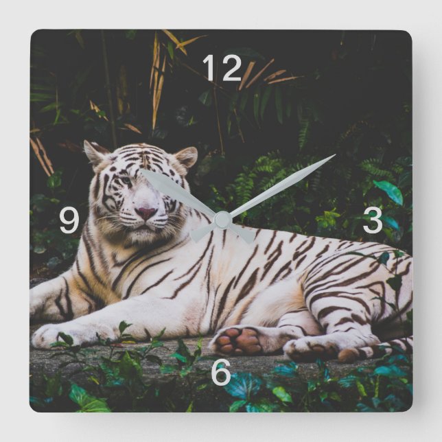 Tiger Fyrkantig Klocka (Framsida)