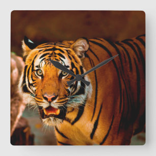 Tiger Fyrkantig Klocka