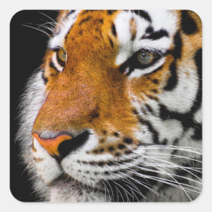 Tiger Fyrkantigt Klistermärke