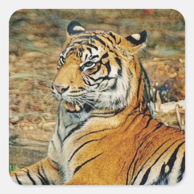 Tiger Fyrkantigt Klistermärke (Framsida)