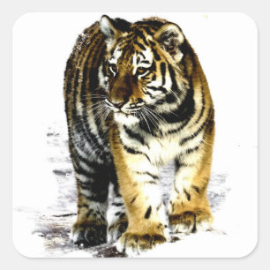 Tiger Fyrkantigt Klistermärke