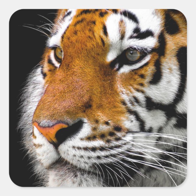 Tiger Fyrkantigt Klistermärke (Framsida)