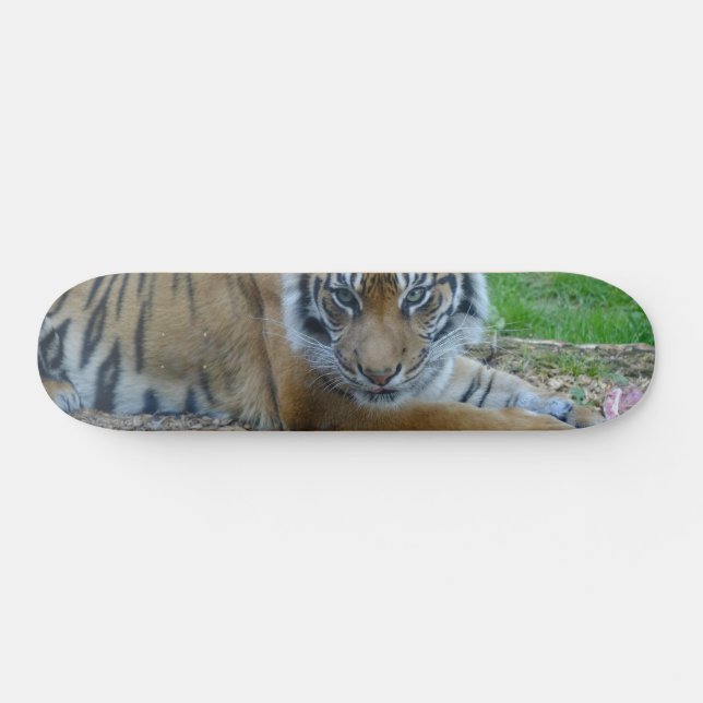 Tiger Gaze Old School Skateboard Bräda 21,6 Cm (Horz)