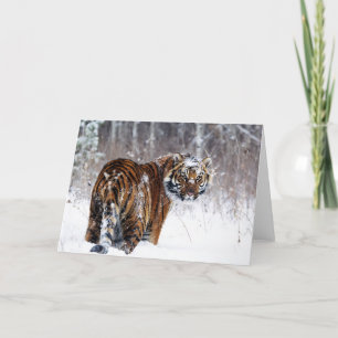Tiger Greeting Card Kort