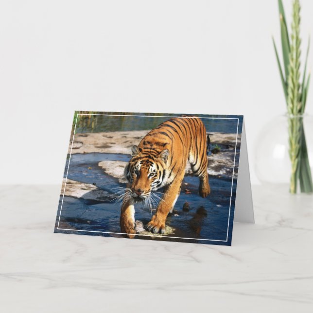 Tiger Greeting Card Kort (Framsida)