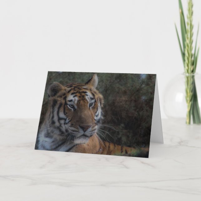 Tiger Greeting Card-Tarjeta Tigre felicitacion Kort (Framsida)
