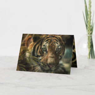 TIGER GROUND ZERO KORT