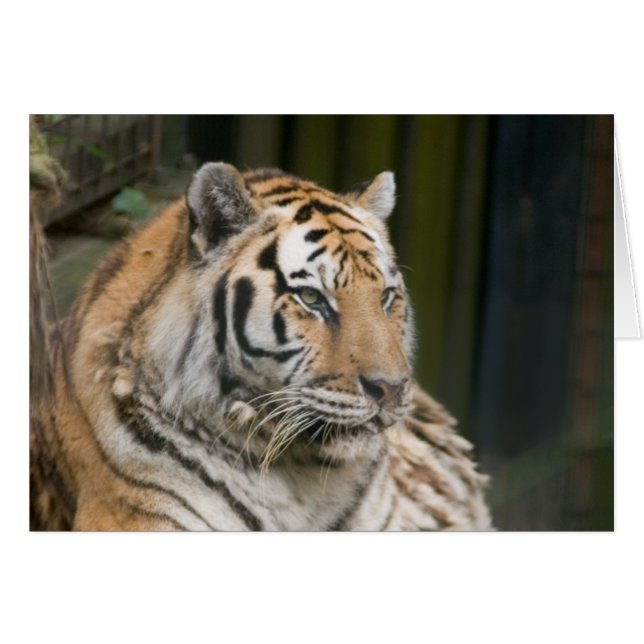 Tiger Hälsningskort (Framsidan Horizontal)