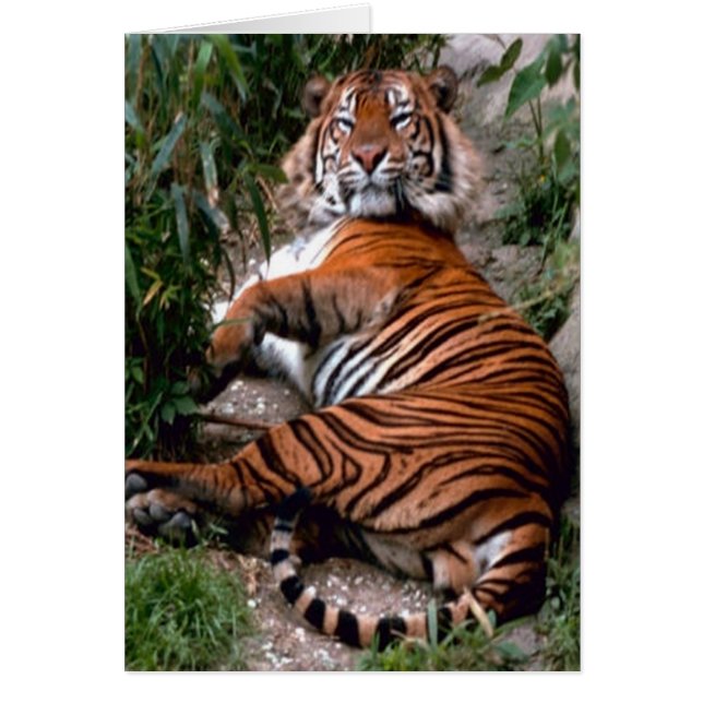 Tiger Hälsningskort (Framsidan)