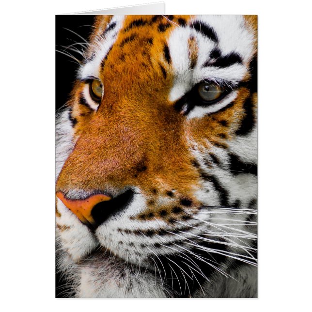 Tiger Hälsningskort (Framsidan)