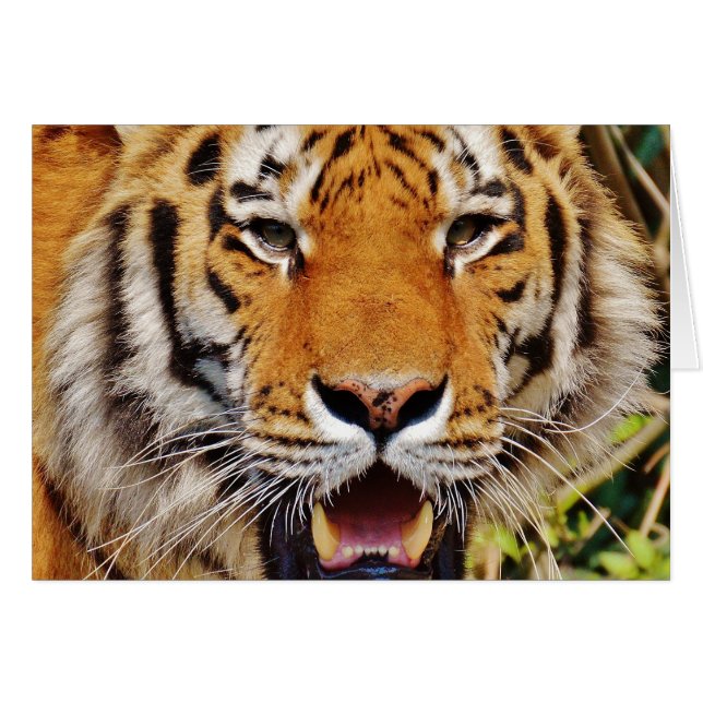 Tiger Hälsningskort (Framsidan Horizontal)