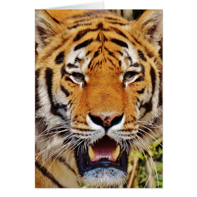 Tiger Hälsningskort (Framsidan)
